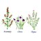 Large Standing Herbs: Rosemary, Chives, Thyme Wall Stencil | 2230R by Designer Stencils | Word &#x26; Phrase Stencils | Reusable Art Craft Stencils for Painting on Walls, Canvas, Wood | Reusable Stencil for Home Makeover | Easy to Use &#x26; Clean